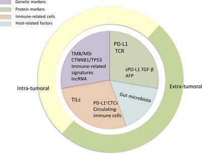 Frontiers Biomarkers And Future Perspectives For Hepatocellular